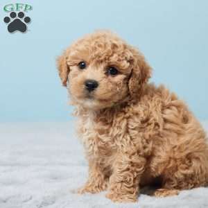 Benji, Bich-Poo Puppy